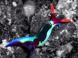 Ce nudibranches "Cornes du diable" a été pris en photo au... by Philippe Brunner 
